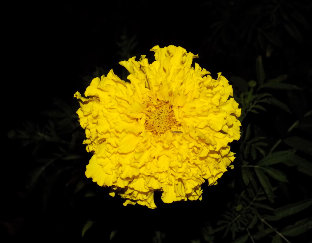 Бархатное солнце...) - Константин Штарк