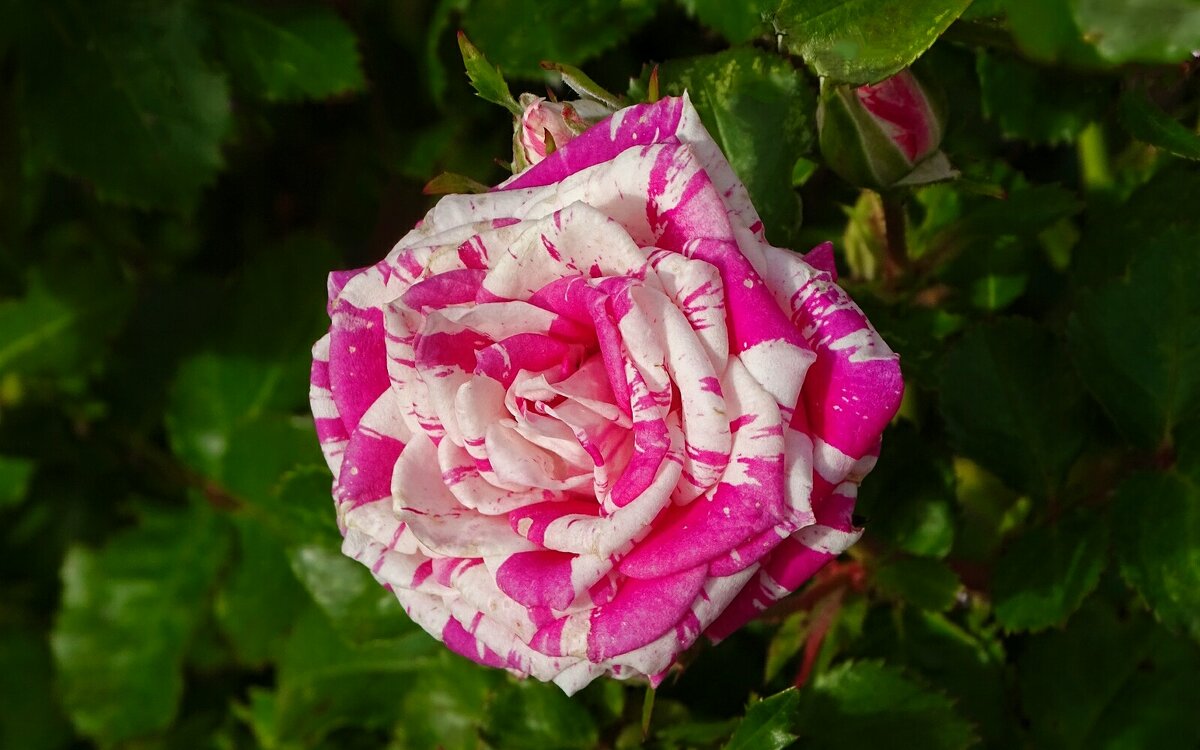 Роза в октябре. - Милешкин Владимир Алексеевич 