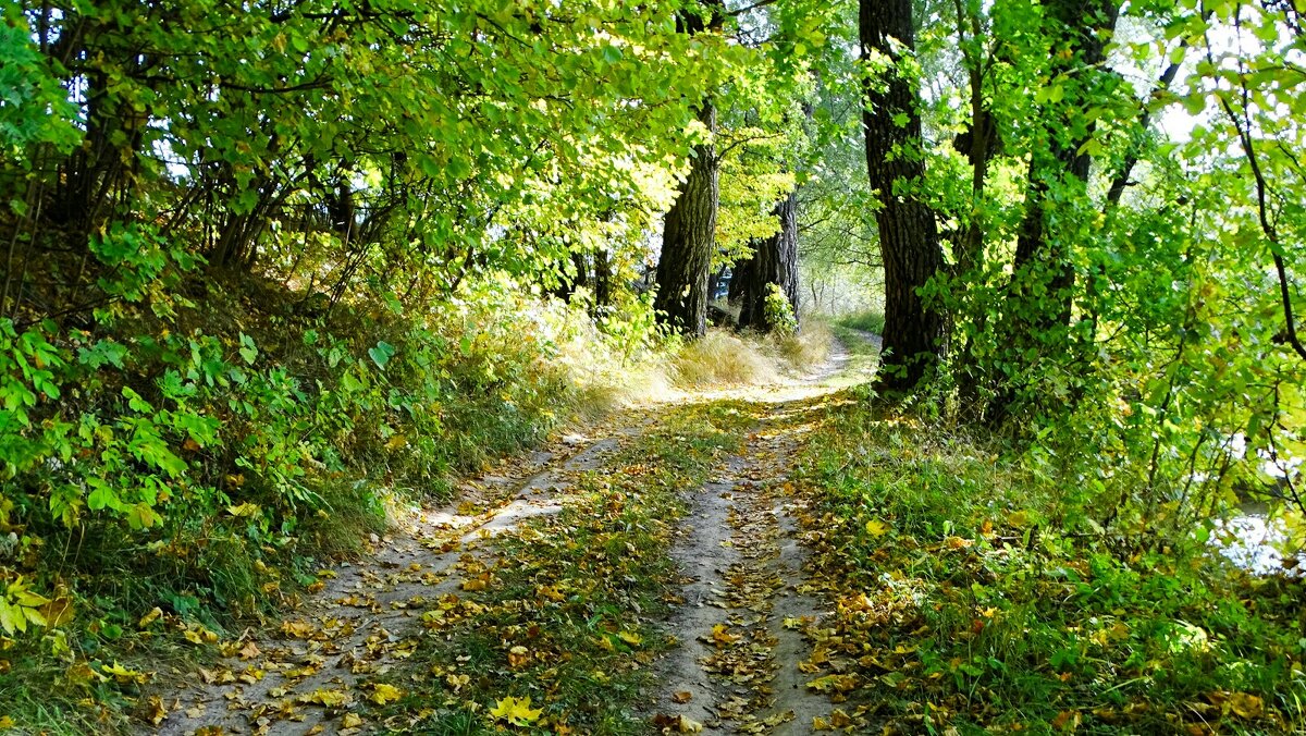 Осенний лес в октябре (репортаж из поездок по области). - Милешкин Владимир Алексеевич Осенний лес в октябре (репортаж из поездок по области). - Милешкин Владимир Алексеевич
