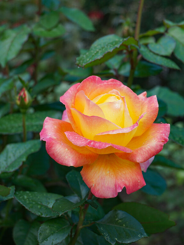 Роза - Ольга 