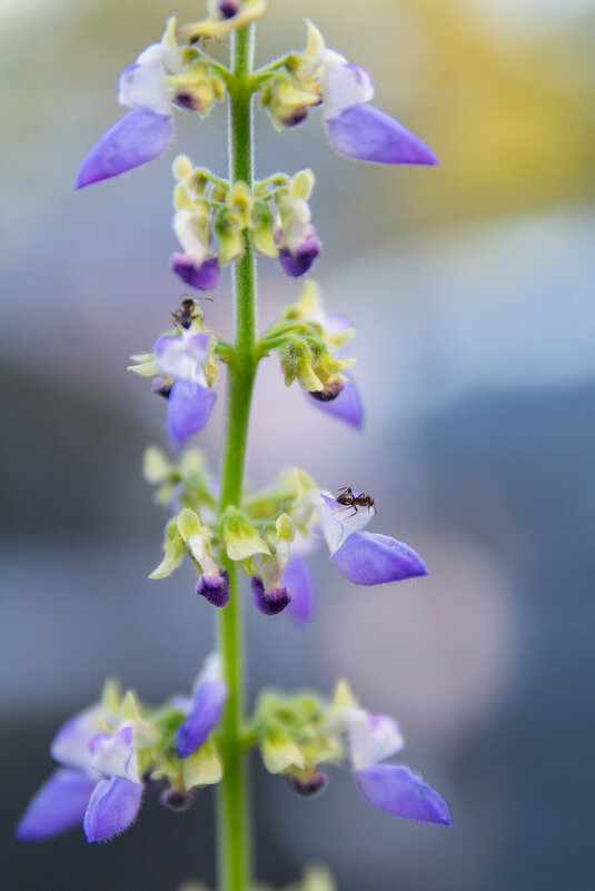 *** - Виктор Иванович Чернюк