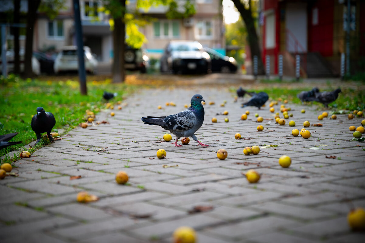 Груши и Голуби - Вячеслав Дроздов