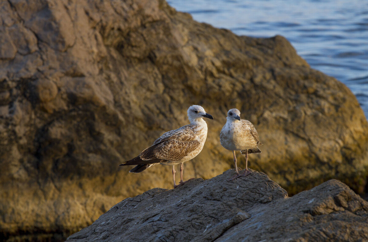 Как же без них - Олег Денисов