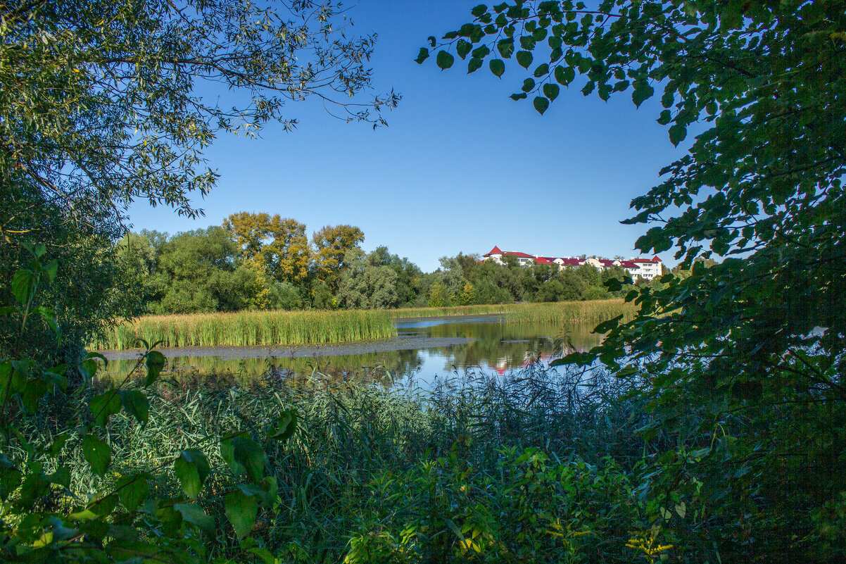 Заросла речушка. - Михаил "Skipper"