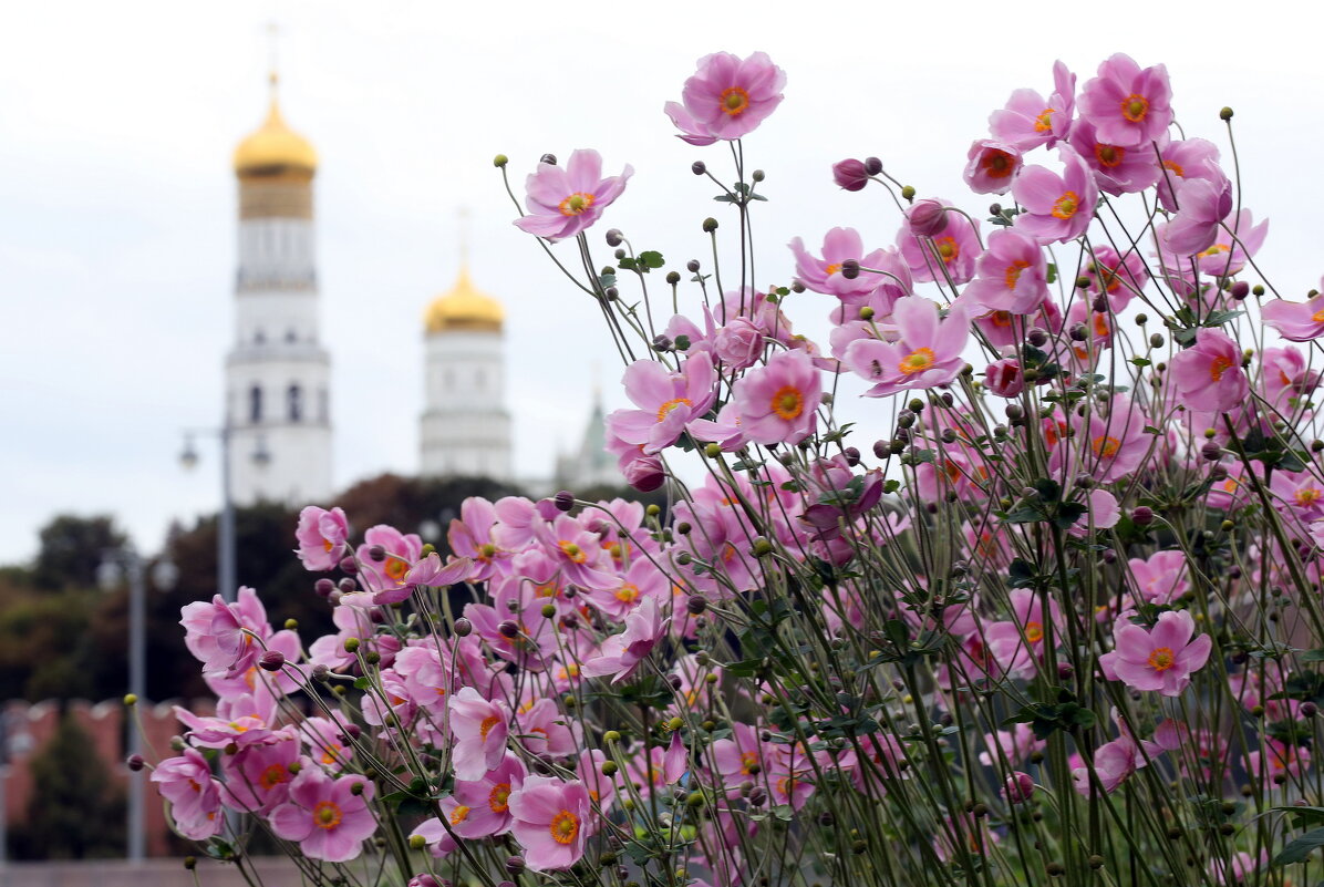 Анемоны в Зарядье - Михаил Бибичков