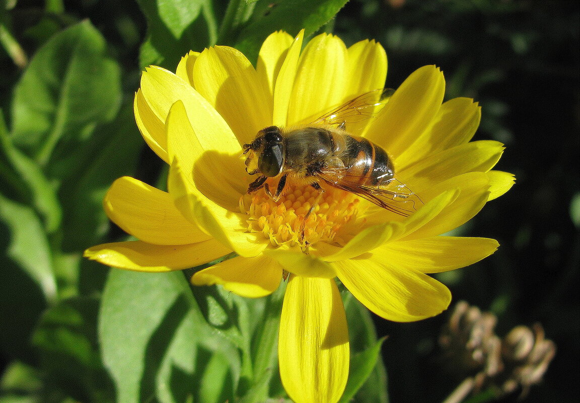 Наслаждение - Людмила Смородинская Наслаждение - Людмила Смородинская