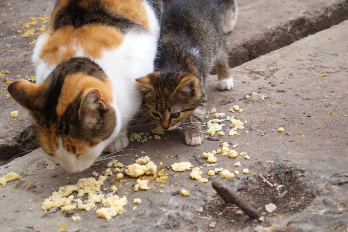 Кошка с котенком - Александр Лычагин