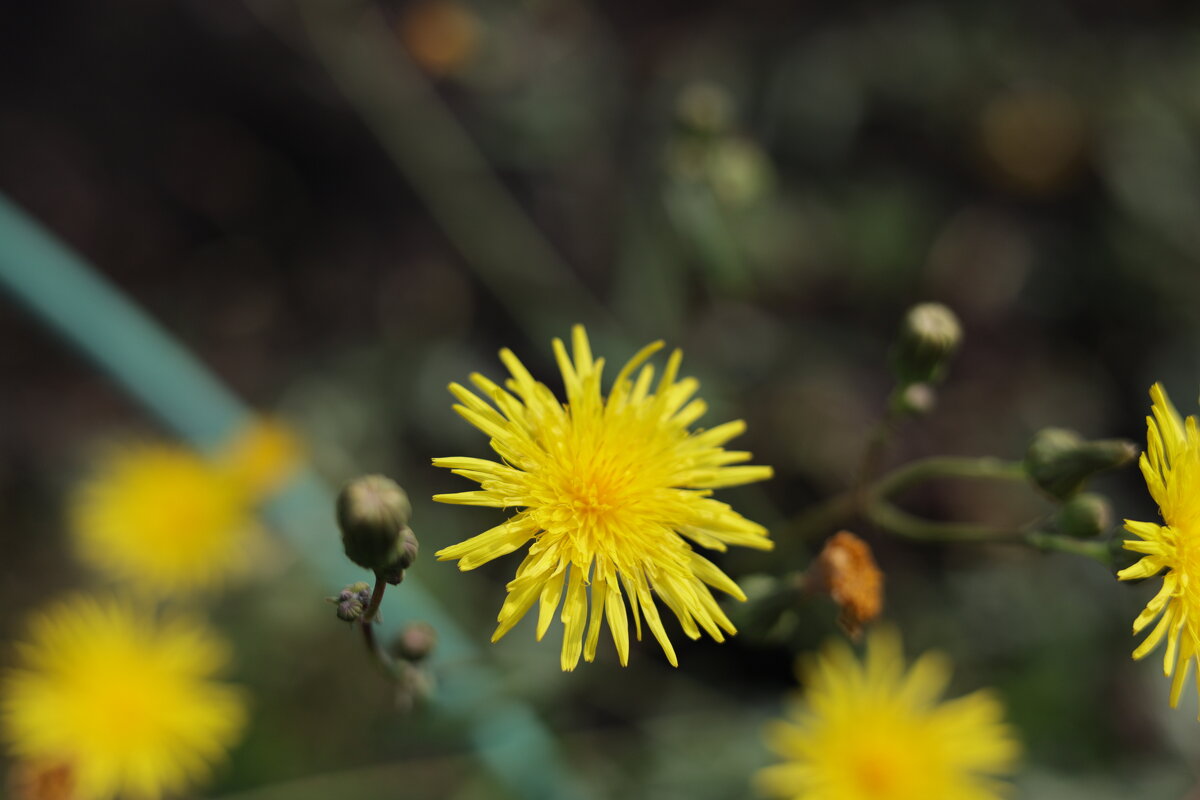 Цветы макро - Ильич -