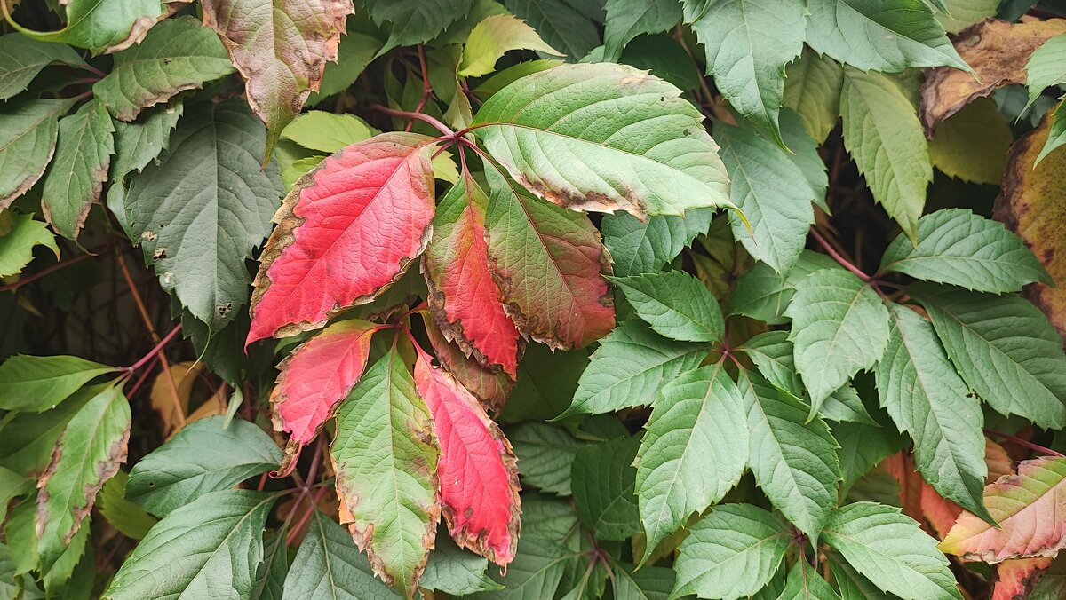 ,,, - Сергей Тимоновский