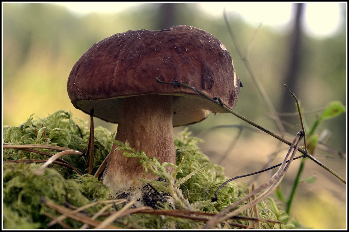 Царь - Aleksandr Gal