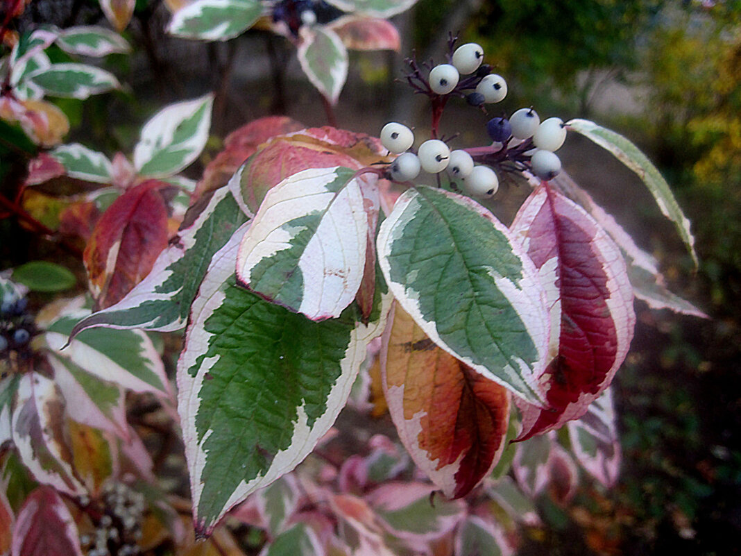 Осенний интерьер - Елена Семигина