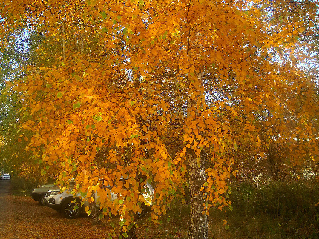 Золото берез - Елена Семигина