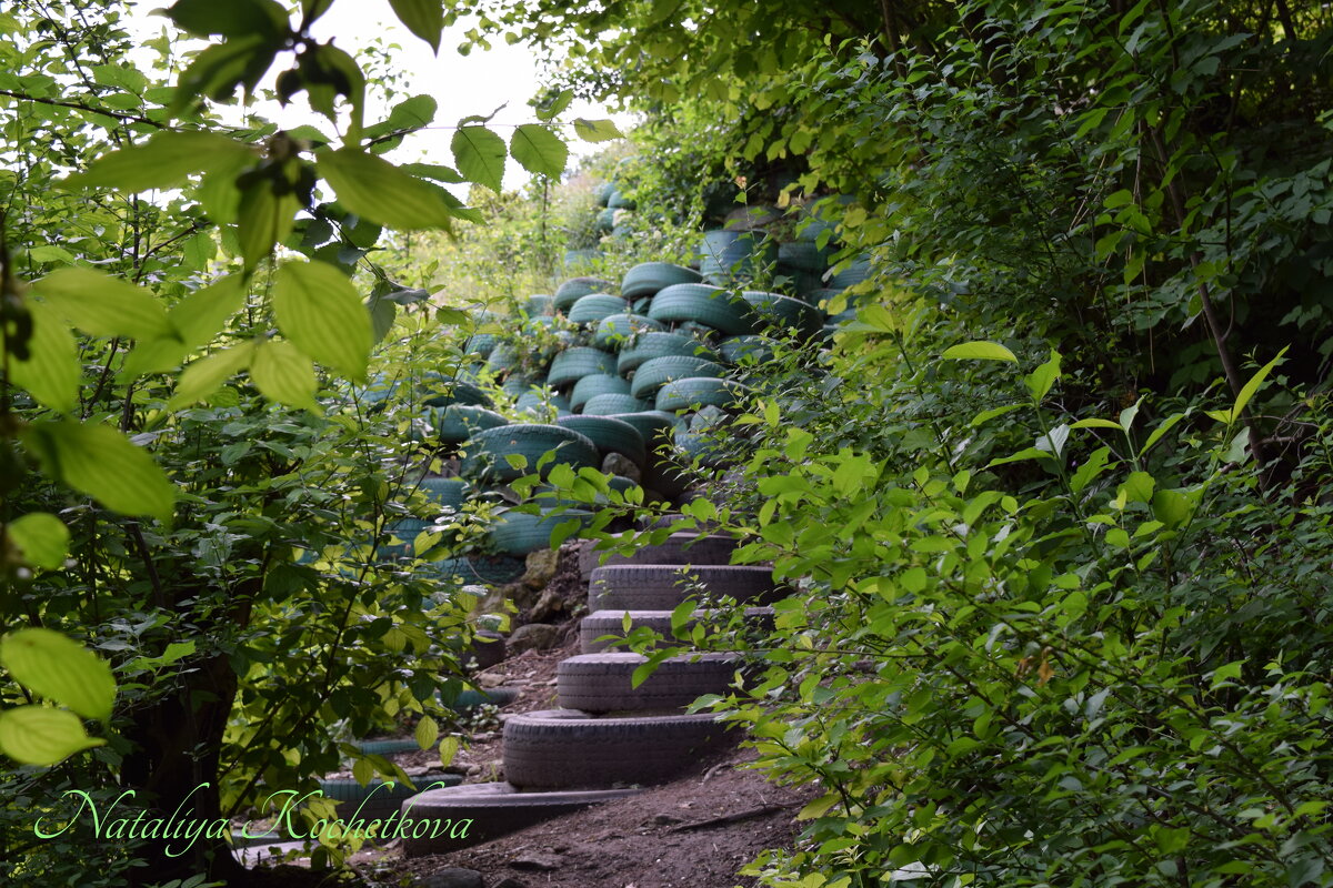 Природа Крыма - Amazing Cosmea