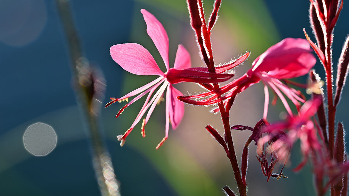 Гаура - Сергей 
