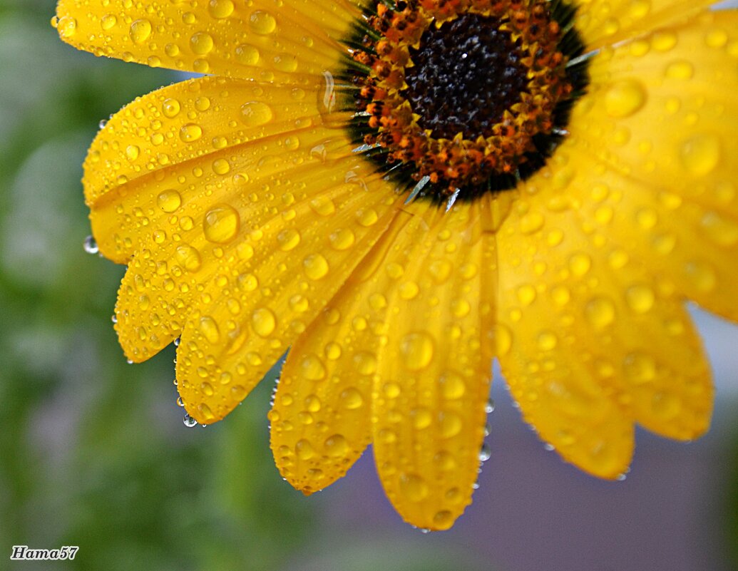 Диморфотека - Ната57 Наталья Мамедова