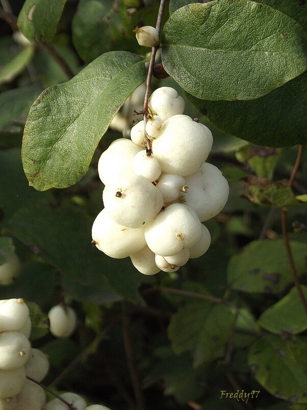 Снежноягодник - Freddy 97