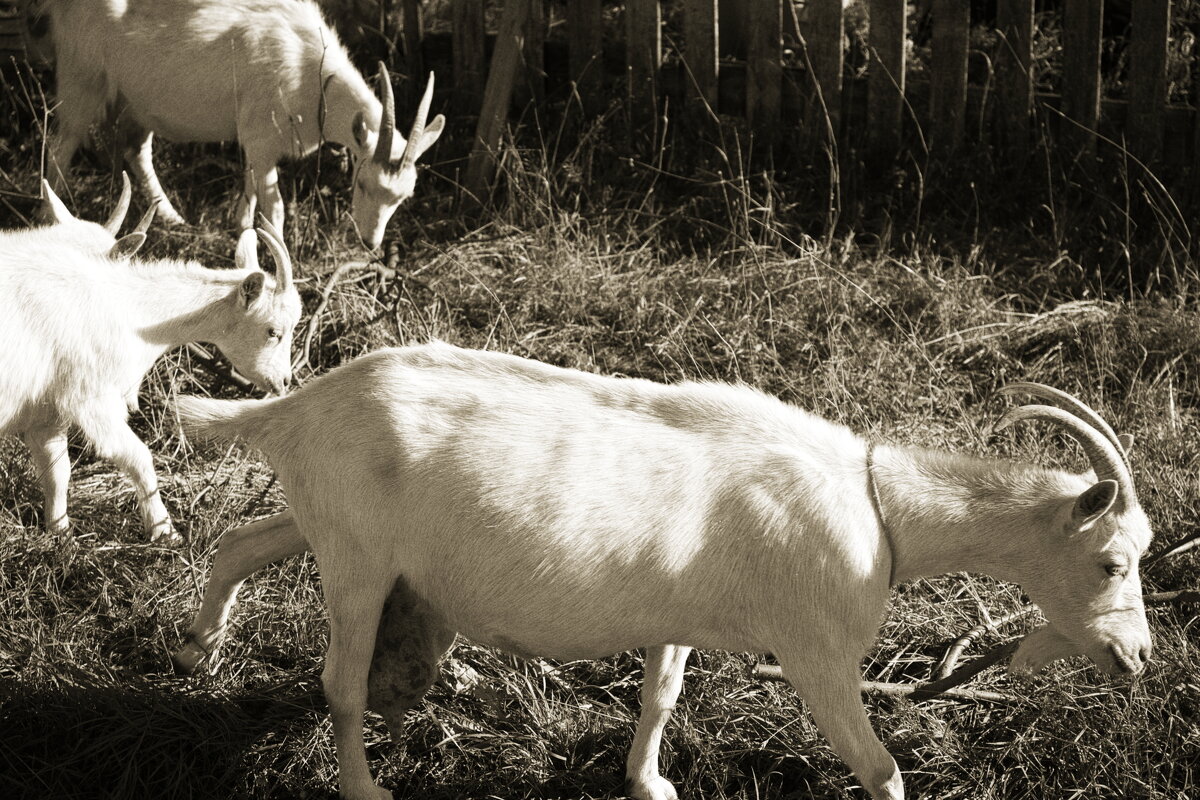 Фотография - Денис Безногов