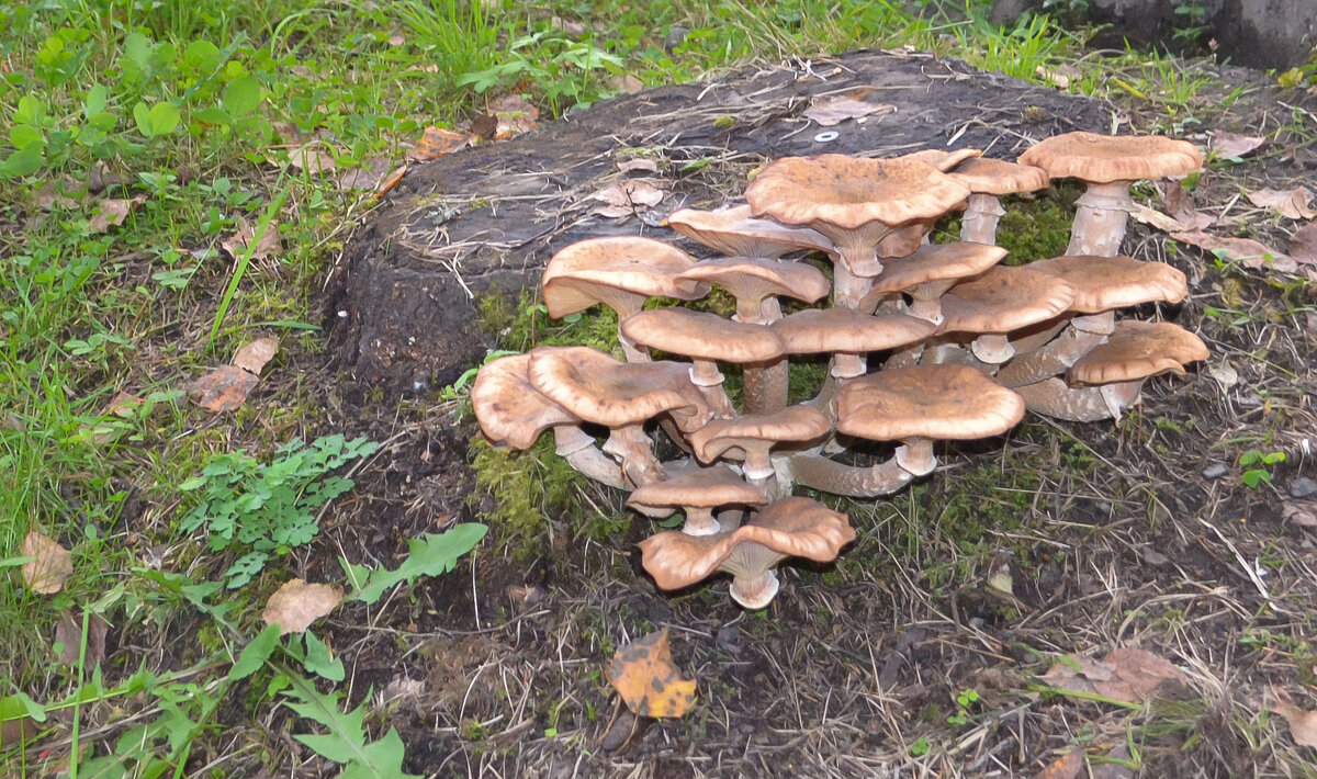 Опята. - юрий Амосов Опята. - юрий Амосов