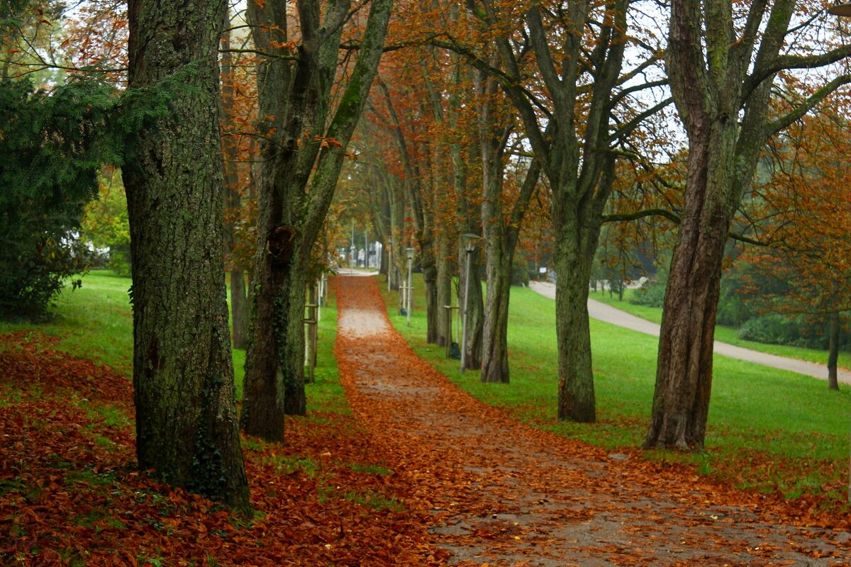 Каштановая аллея - Юрий. Шмаков Каштановая аллея - Юрий. Шмаков