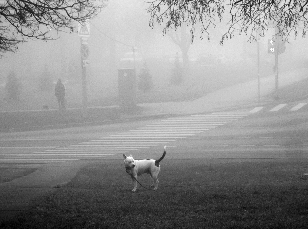 Потеряшка. - Борис Бутцев