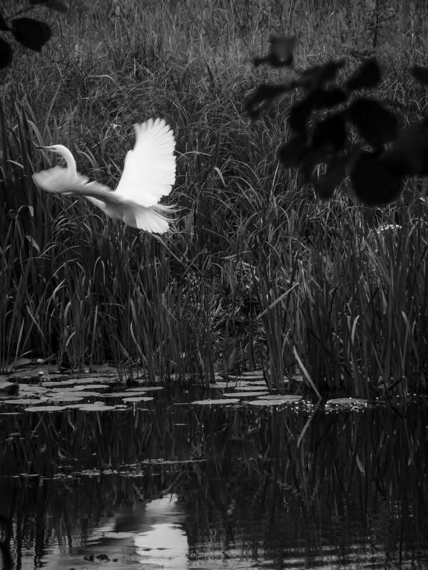 *** - Юлия Закопайло