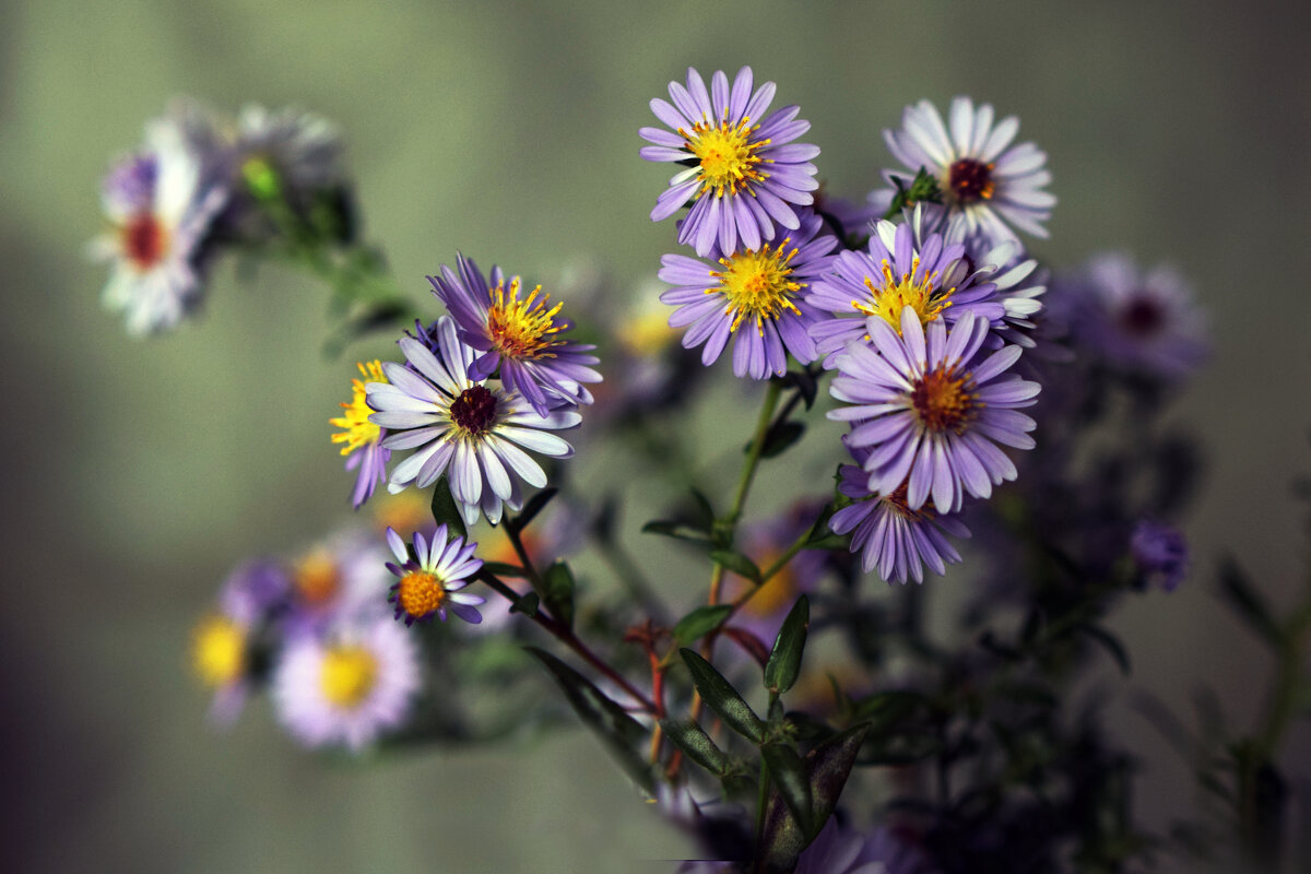 ***** - Анатолий Уткин