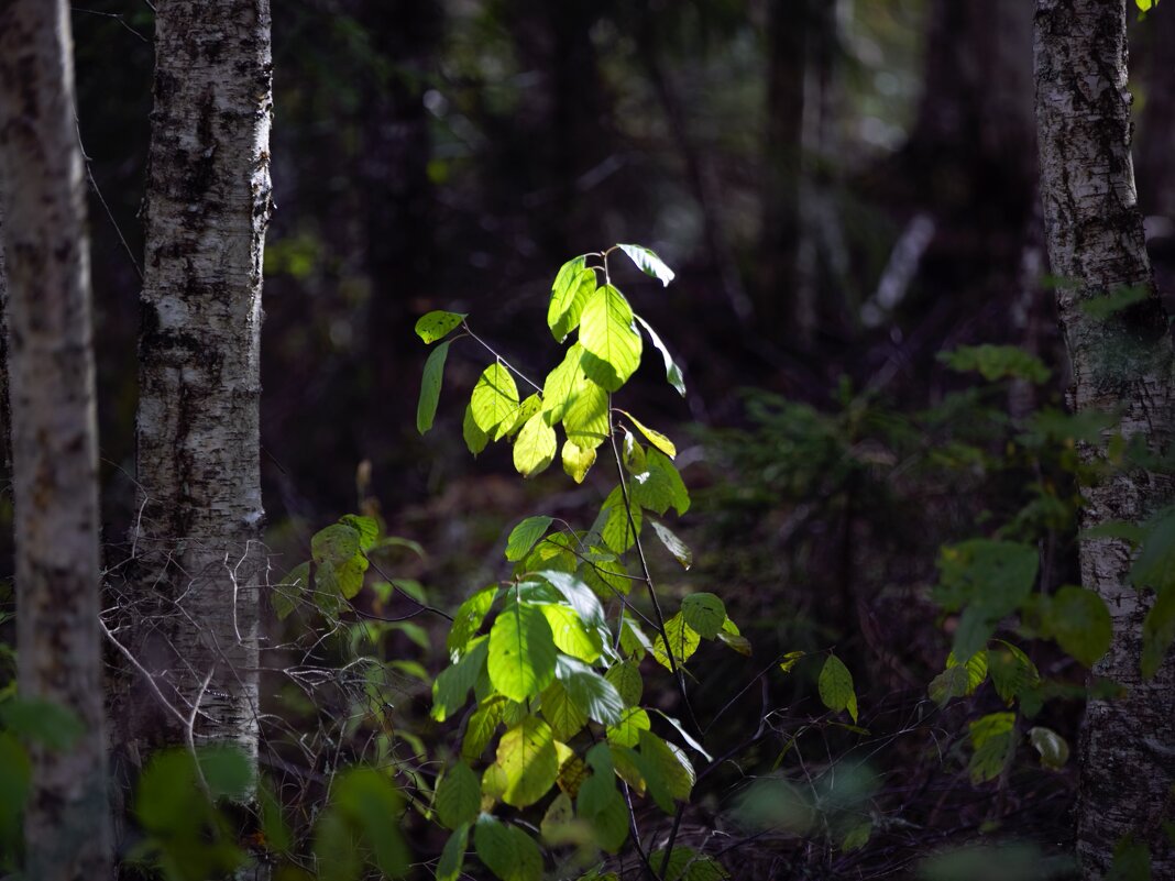Про радость зеленого куста - liudmila drake