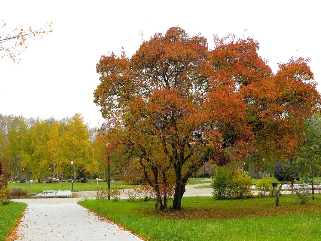Осень в городе - Лариса С.
