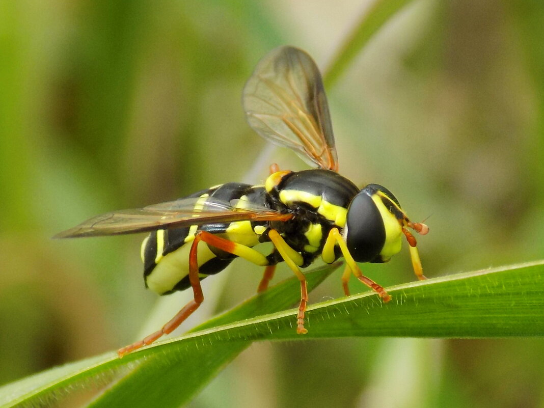 Ксантограмма - Константин Штарк Ксантограмма - Константин Штарк