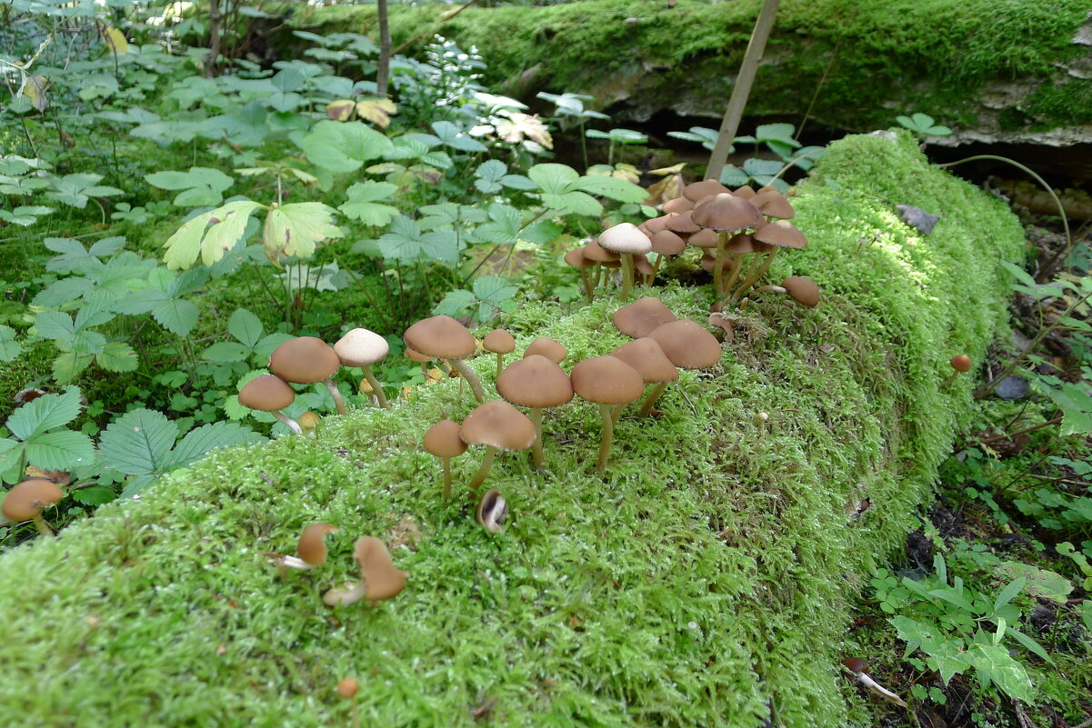 Песнь грибов и мха - Серж Show