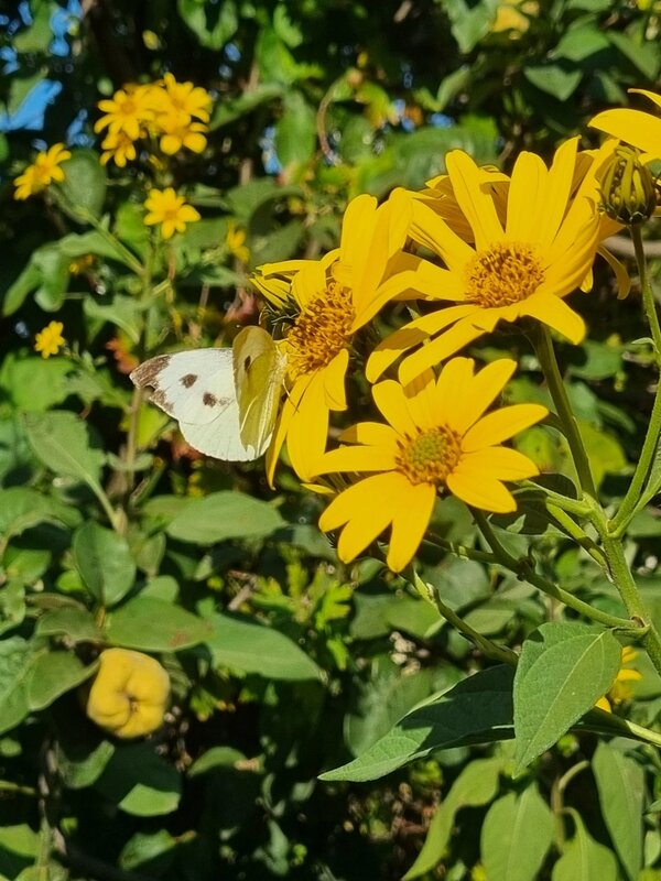 Солнечное утро - Наталья 