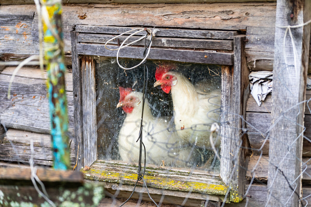 За окном дождь - Александр 