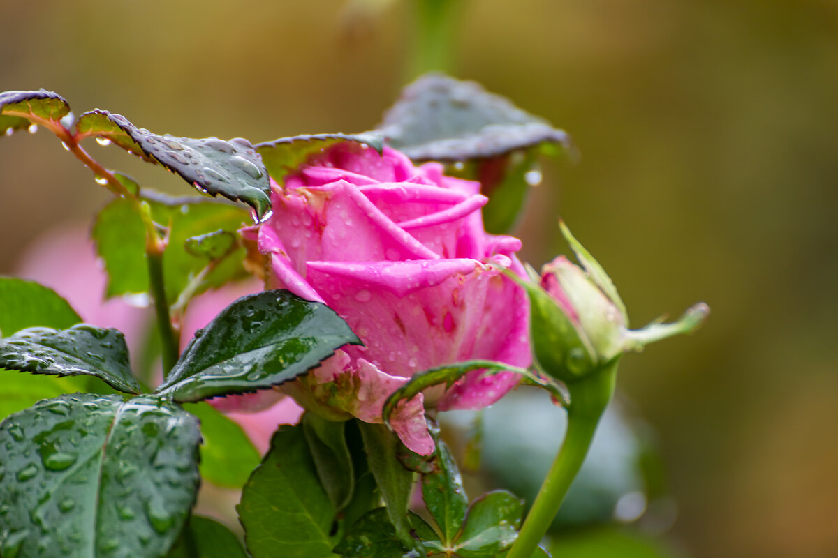 Осенняя роза - Александр 