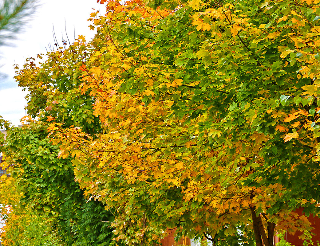 В конце сентября - Светлана 