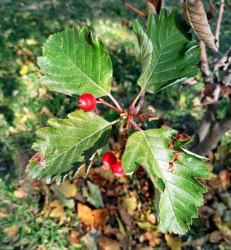 Последние ягодки! - Надежда 
