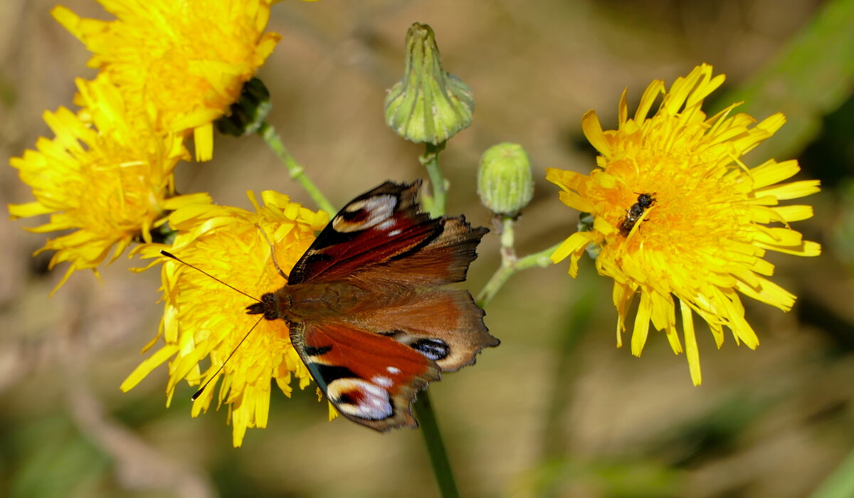 опять про бабочек 47 - Александр Прокудин