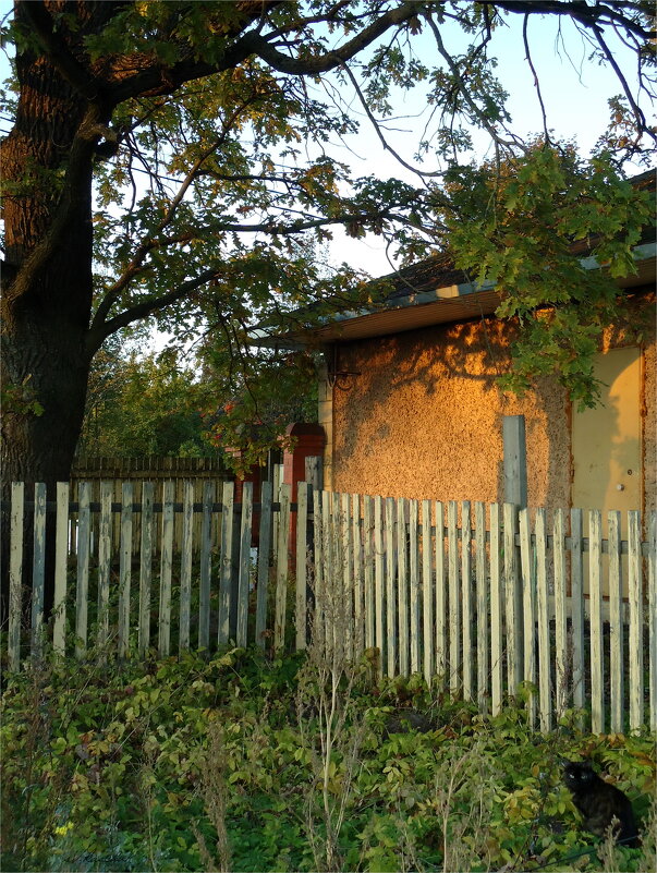 и днём и ночью кот учёный...(П) - sv.kaschuk и днём и ночью кот учёный...(П) - sv.kaschuk