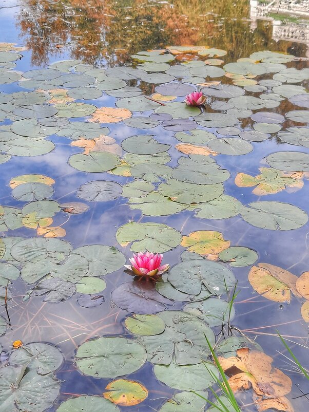 На пруду - Irene Irene