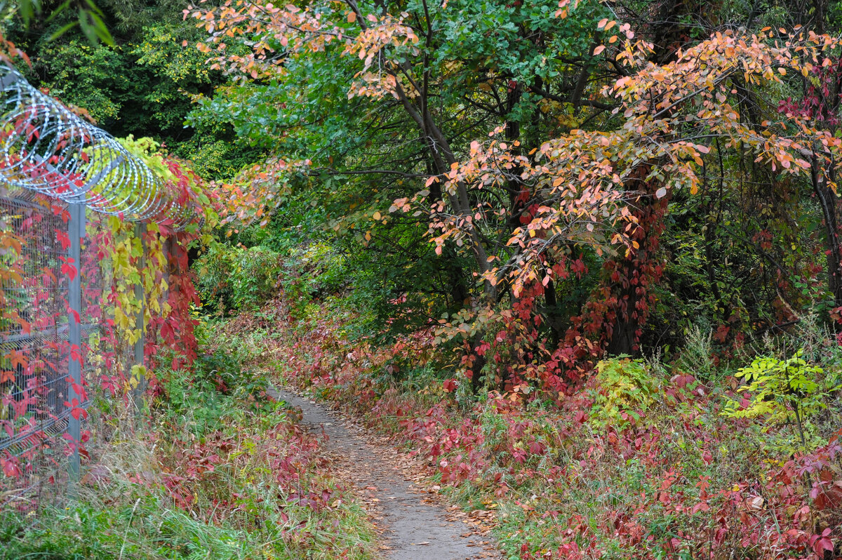 Осенними тропами - Татьяна Машошина