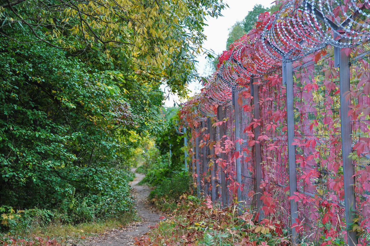 Девичий виноград - Татьяна Машошина