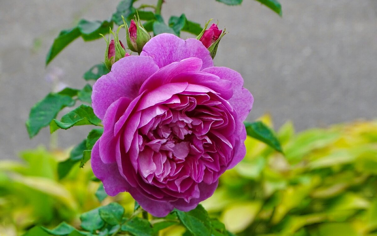 Городские цветы в октябре. - Милешкин Владимир Алексеевич 