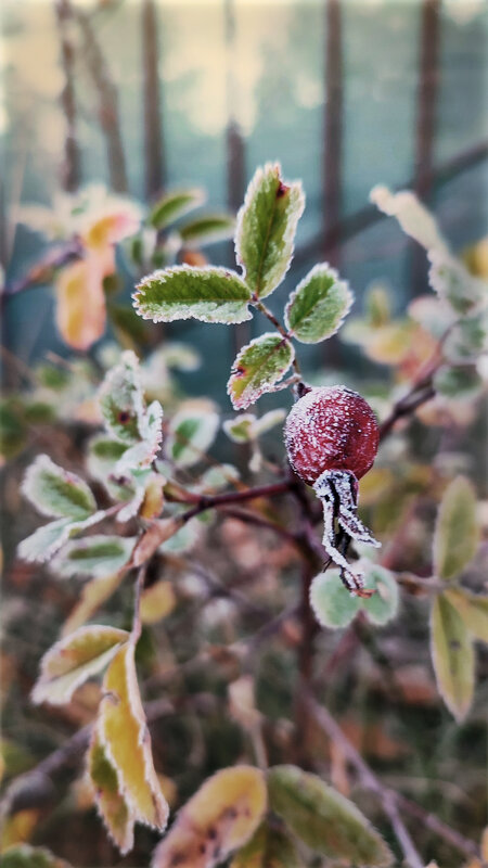 Замороженный - AZ east3