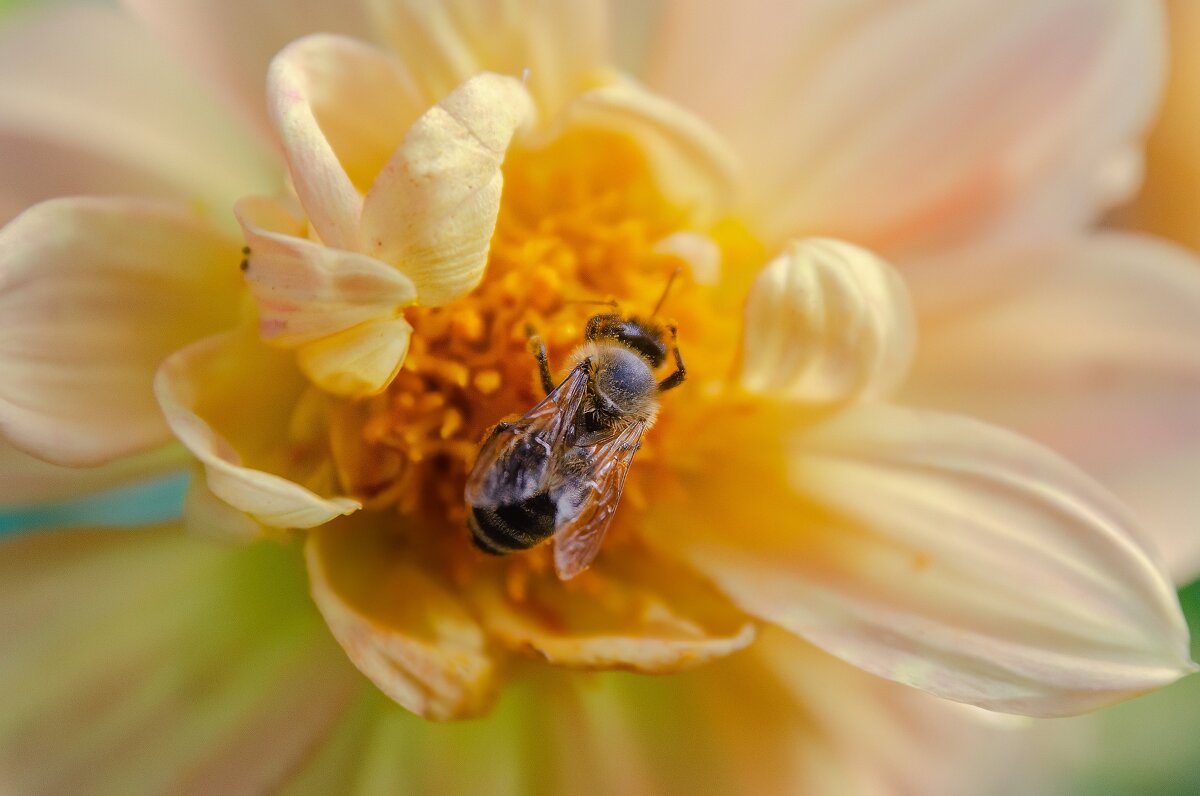 *** - Виктор Иванович Чернюк *** - Виктор Иванович Чернюк