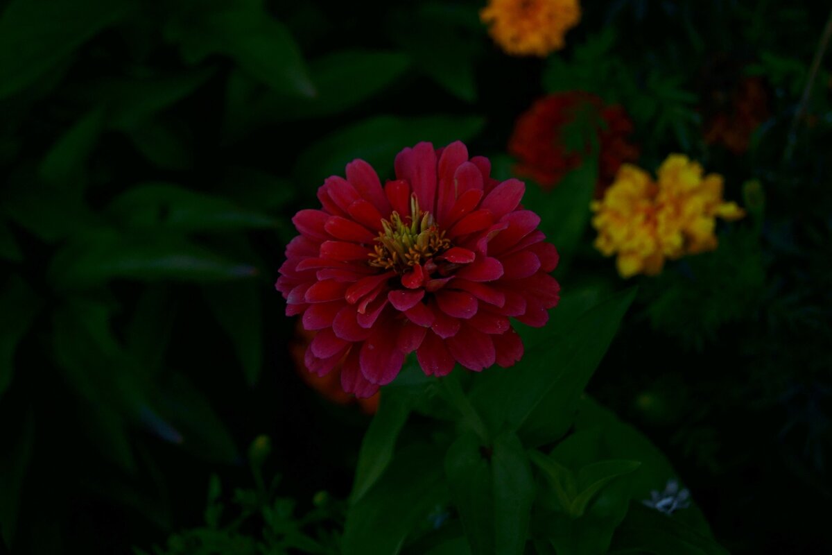 Темно. Яркий цветок (вариант "было") - Игорь Тельцов