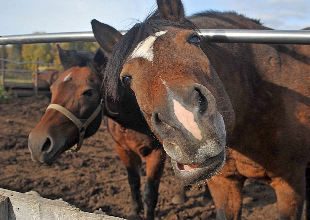 Ты чьих будешь мил человек? ... )) - Владимир Хиль