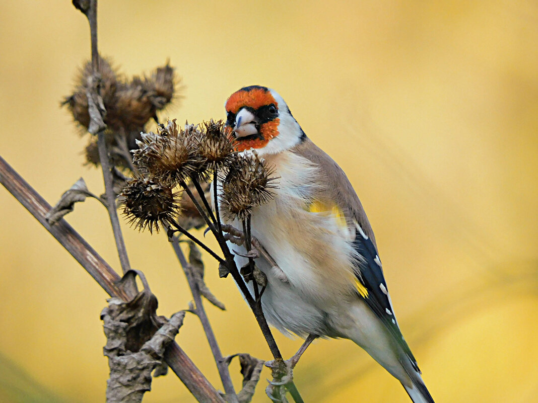 Щегол - Лина Щегол - Лина