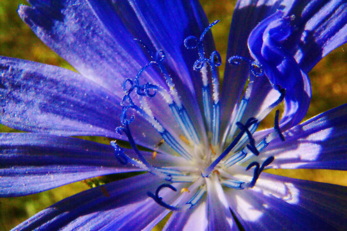 Цветок василька - Александр Лычагин