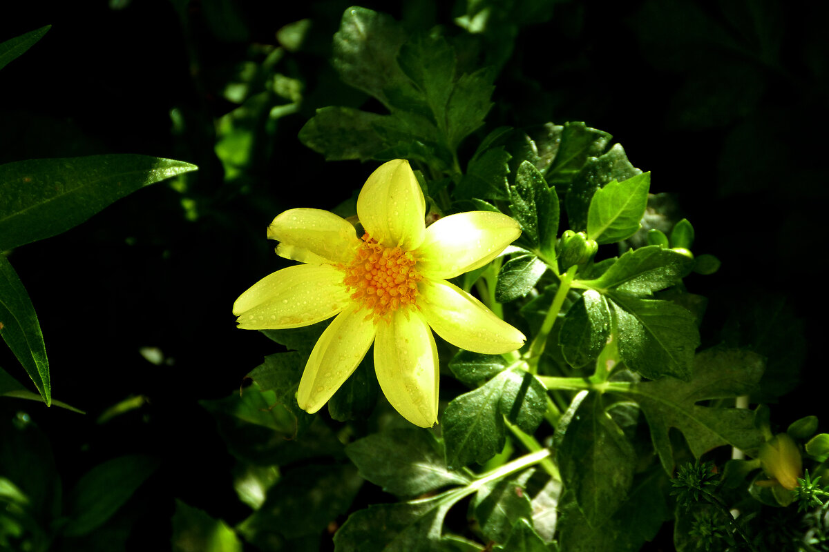 Жёлтая Георгина - Валентин Семчишин