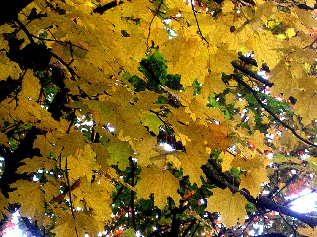 В золотую осень - Елена Семигина