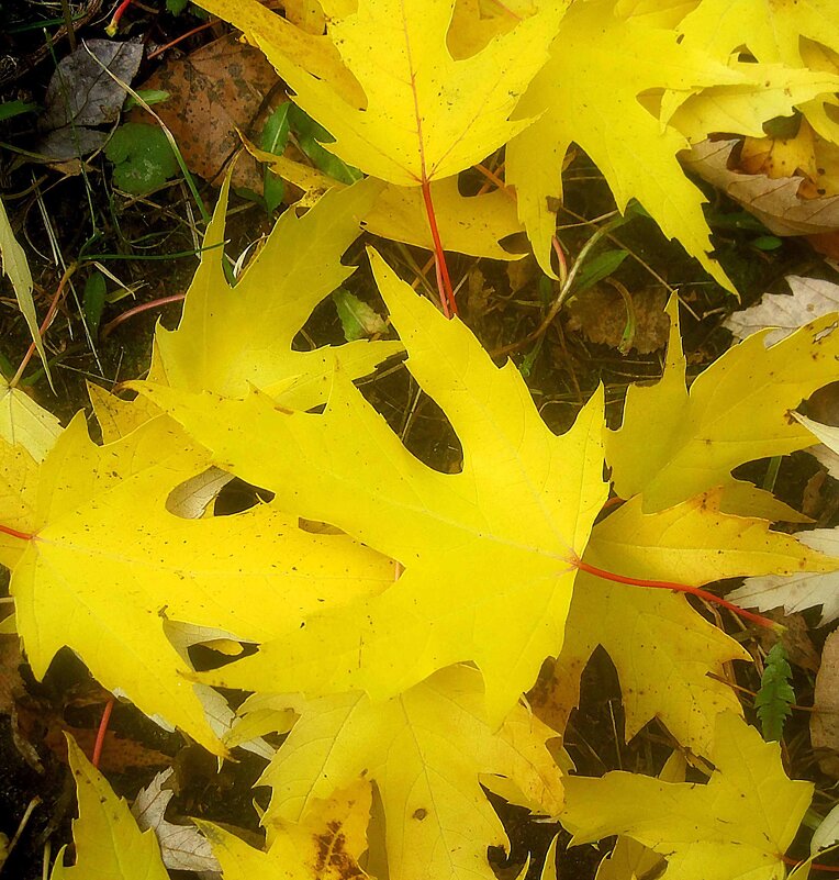 Листья желтые над городом кружатся.. - Елена Семигина